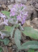 Buddleja officinalis. MTC